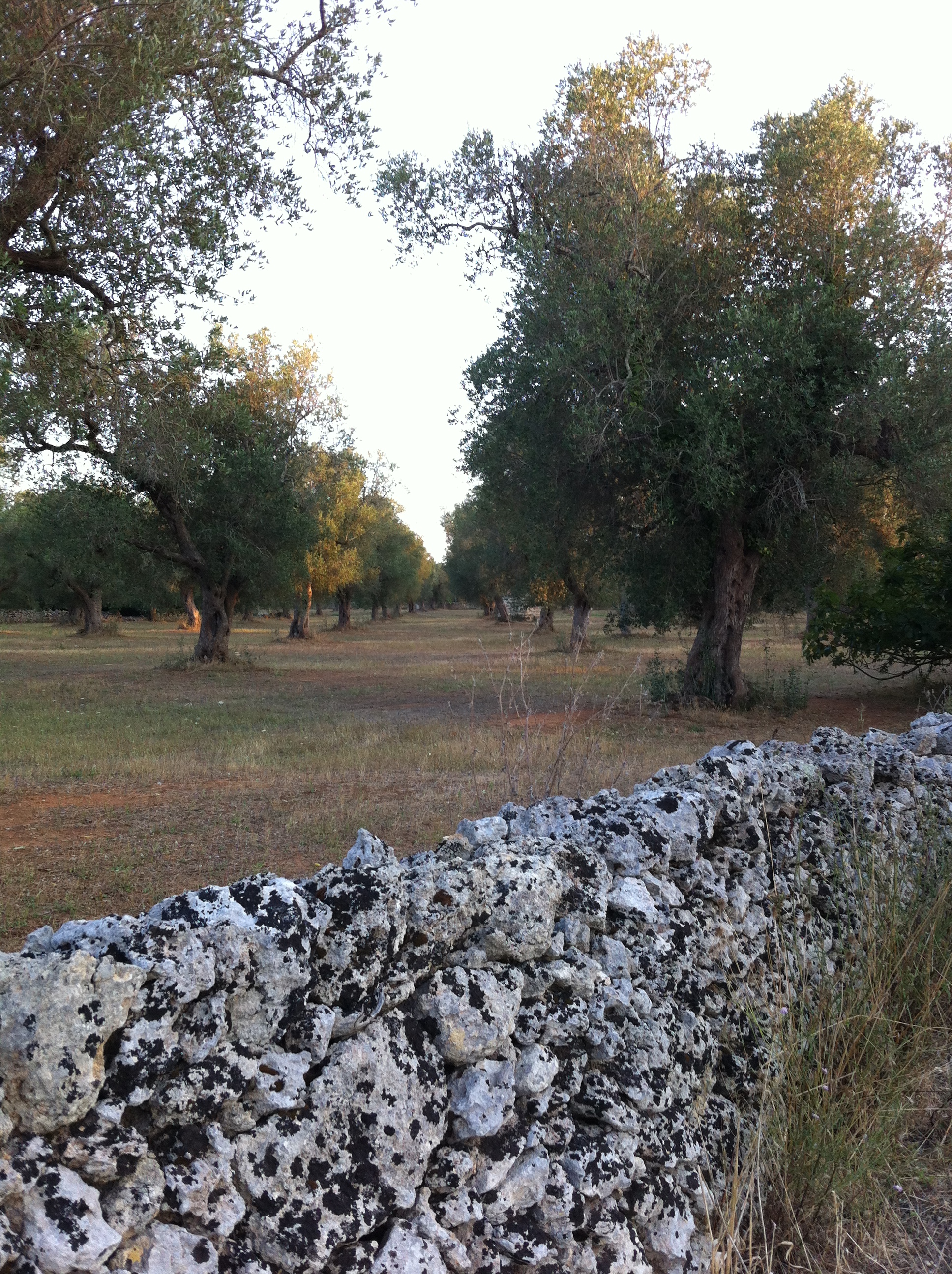 Les oliviers du Salento au cœur d’une psychose aux intérêts multiples