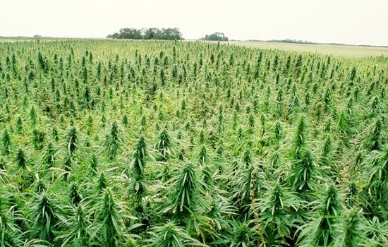 Cannabis : l’échec des politiques répressives